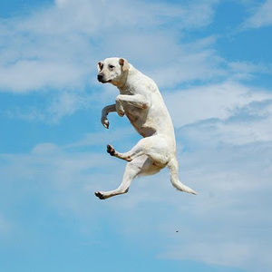 Meet your Posher, Connor